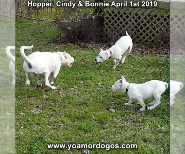 Medium Photo #206 Dogo Argentino Puppy For Sale in PINEVILLE, MO, USA