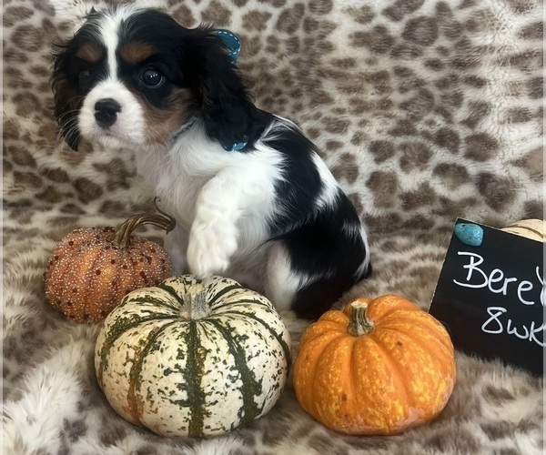 Medium Photo #4 Cavalier King Charles Spaniel Puppy For Sale in ABILENE, TX, USA