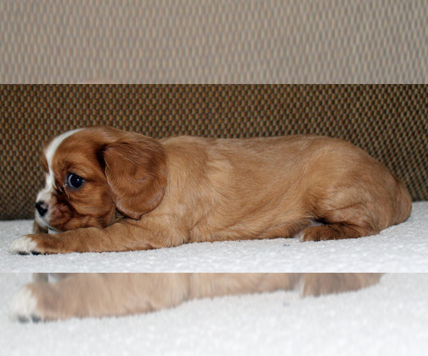 Medium Photo #8 Cavalier King Charles Spaniel Puppy For Sale in SPRING HILL, FL, USA