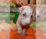 Puppy AKC Leo Great Dane