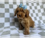 Small #6 Cockapoo (Miniature)