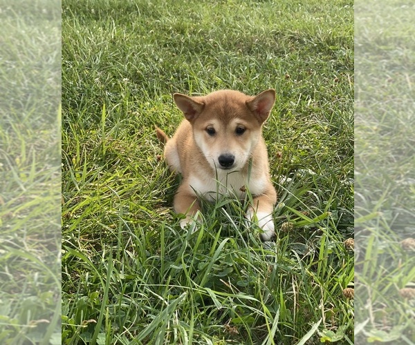 Medium Photo #6 Shiba Inu Puppy For Sale in CANOGA, NY, USA