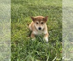 Small #5 Shiba Inu