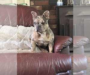 Mother of the French Bulldog puppies born on 12/05/2024