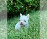 Small Photo #2 French Bulldog Puppy For Sale in WARSAW, IN, USA