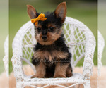 Small #1 Yorkshire Terrier