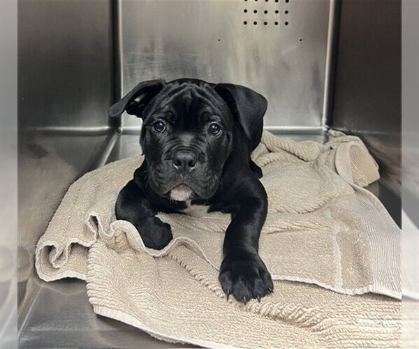 Medium Photo #1 Boxer-Unknown Mix Puppy For Sale in Rancho Cucamonga, CA, USA