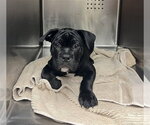 Small Boxer Mix