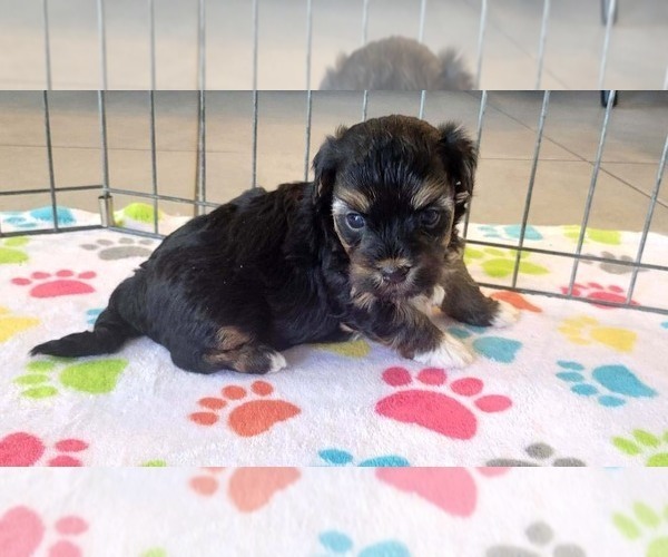 Medium Photo #7 Havanese Puppy For Sale in ORO VALLEY, AZ, USA