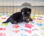 Small #6 Havanese
