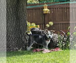 Small #11 Siberian Husky Mix