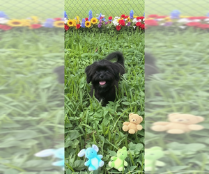 Roselle - Female Shih Tzu Dog for Adoption - Photo #4