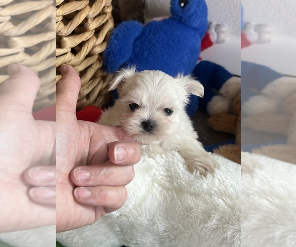 Medium Photo #3 Maltese Puppy For Sale in NILES, MI, USA