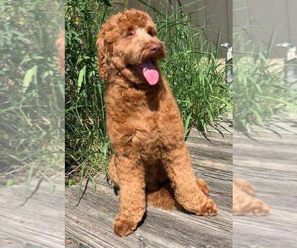 Medium Photo #1 Goldendoodle Puppy For Sale in CIBOLO, TX, USA