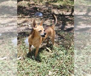 Chihuahua-Unknown Mix Dogs for adoption in San Antonio, TX, USA