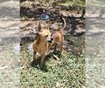 Small Chihuahua Mix