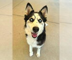 Small #1 Gerberian Shepsky