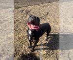 Small American Pit Bull Terrier