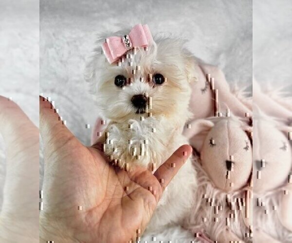 Medium Photo #12 Morkie Puppy For Sale in MIAMI BEACH, FL, USA