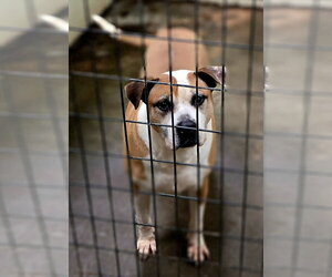 Sully - Male Boxer-Mastiff Mix Dog for Adoption - Photo #5