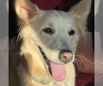 Small #2 Golden Retriever Mix