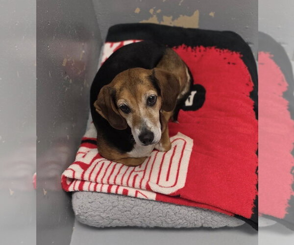 Medium Photo #3 Beagle Puppy For Sale in Brookville, OH, USA