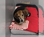 Small #2 Beagle