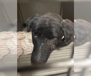 Labrador Retriever-Unknown Mix Dogs for adoption in Calgary, Alberta, Canada