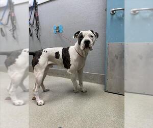 American Pit Bull Terrier-Unknown Mix Dogs for adoption in Las Vegas, NV, USA