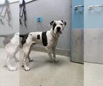 Small American Pit Bull Terrier Mix