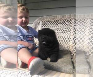 Chow Chow Puppy for sale in HAWTHORNE, CA, USA