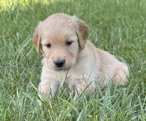 Golden Retriever Puppy for sale in CUB RUN, KY, USA