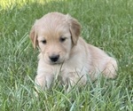 Small Golden Retriever