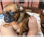 Small #8 Brussels Griffon
