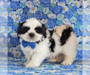 Shih Tzu Puppy for sale in GORDONVILLE, PA, USA