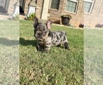 Tilly Milly - Female French Bulldog Puppy for Sale - Photo #5
