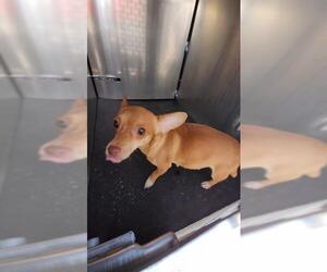 Chihuahua-Unknown Mix Dogs for adoption in San Antonio, TX, USA