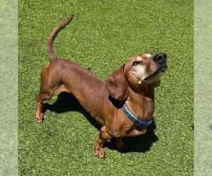 Dachshund Dogs for adoption in Los Angeles, CA, USA