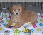 Small Photo #3 Poochon Puppy For Sale in ORO VALLEY, AZ, USA