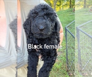 Medium Poodle (Standard)