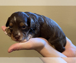 Puppy 5 Aussie-Poo-Cavapoo Mix