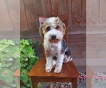 Small Photo #1 Aussiedoodle Puppy For Sale in WILLS POINT, TX, USA