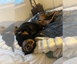 Small #3 Rottweiler