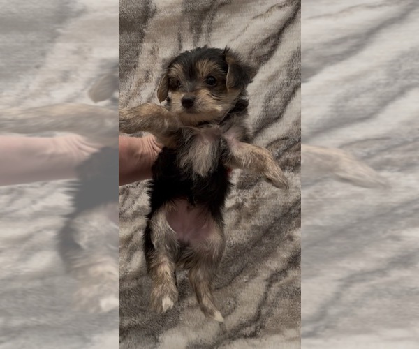 Medium Photo #4 Yorkshire Terrier Puppy For Sale in MOUNT CARMEL, PA, USA