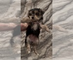 Small #3 Yorkshire Terrier