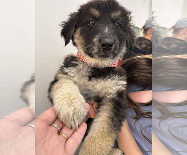 Medium Photo #1 German Shepherd Dog-Unknown Mix Puppy For Sale in Holly Springs, NC, USA