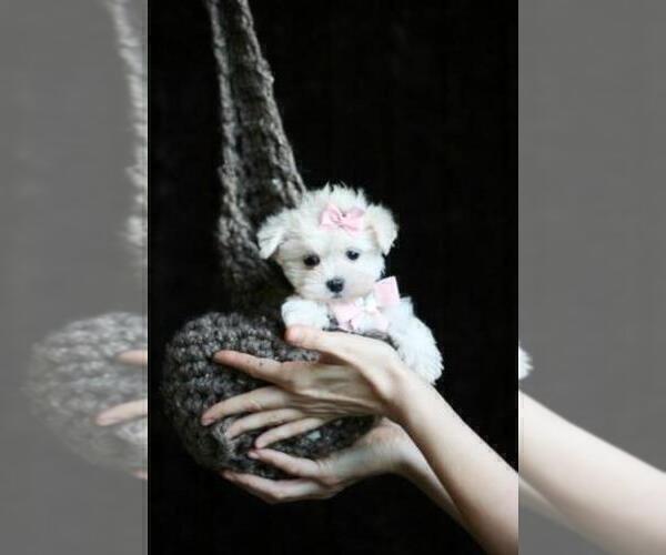 Medium Photo #11 Maltese Puppy For Sale in MIAMI, FL, USA