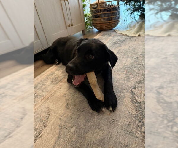 Medium Photo #3 Mutt Puppy For Sale in Jenkintown, PA, USA