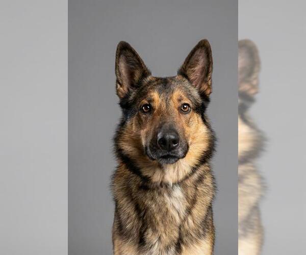 Medium Photo #3 German Shepherd Dog Puppy For Sale in Belleville, IL, USA