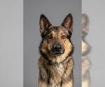 Small #2 German Shepherd Dog